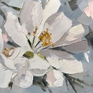 Spring apple blossom